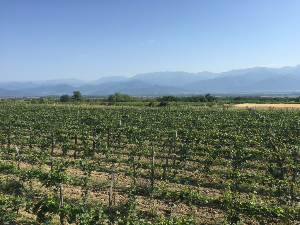 Vins géorgiens de Marani Ruispiri dans la presse suisse et française. Vin bio orange vinifiés en qvevris. Amber wine Georgia. vente en Suisse